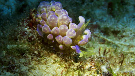 cute phyllodesmium magnum nudibranch crawling slowly among the soft coral and algaes on the ocean floor