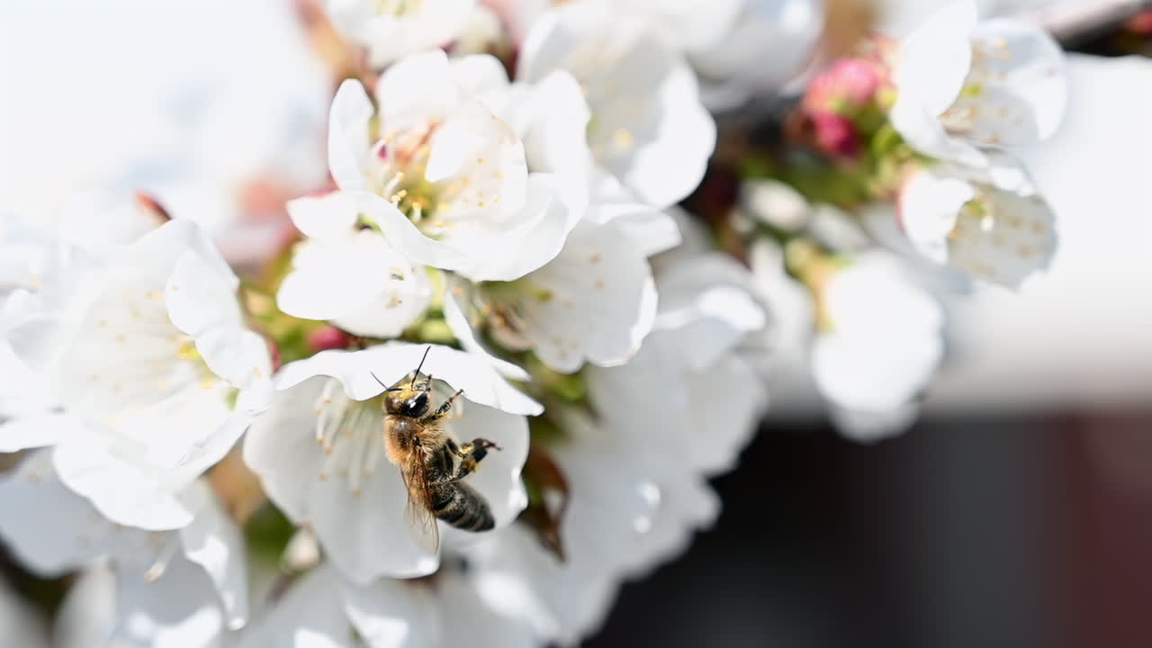 Close up of a bee approaching cherry blossoms against blue sky