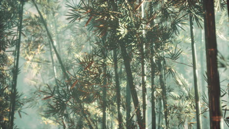 asian bamboo forest with morning sunlight