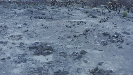 Drone-moves-from-ground-of-burned-area-in-Joshua-tree-national-forest-park-with-new-green-grass,-up-to-trees-with-fresh-branches,-mountain-in-background-with-sunlight-at-Mojave-desert,-California,-USA