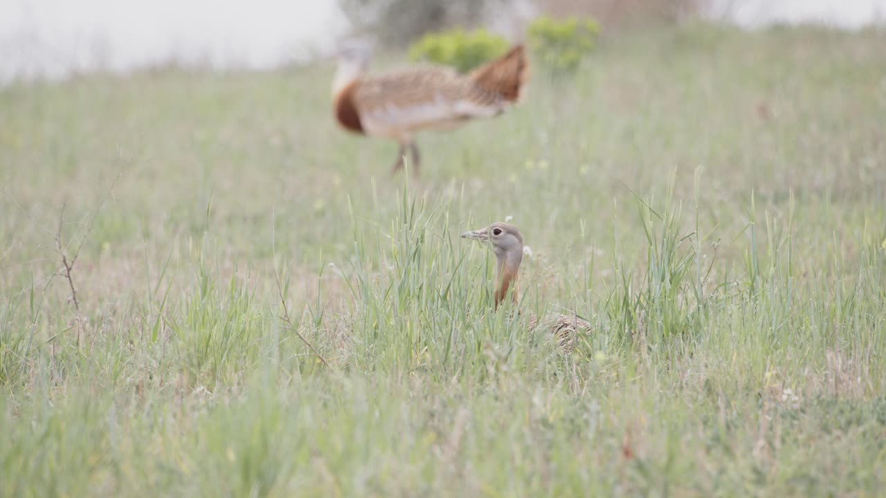 En hunstortrappe, der slapper af på engen under forårets ynglesæson i La Mancha, Spanien.