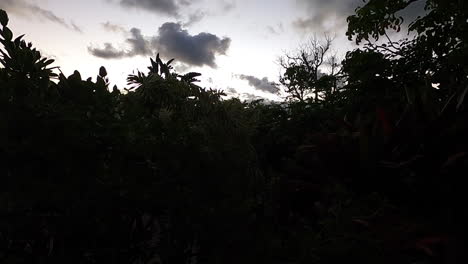 Sonnenuntergang-Im-Zeitraffer-über-Bäumen-In-Hawaii