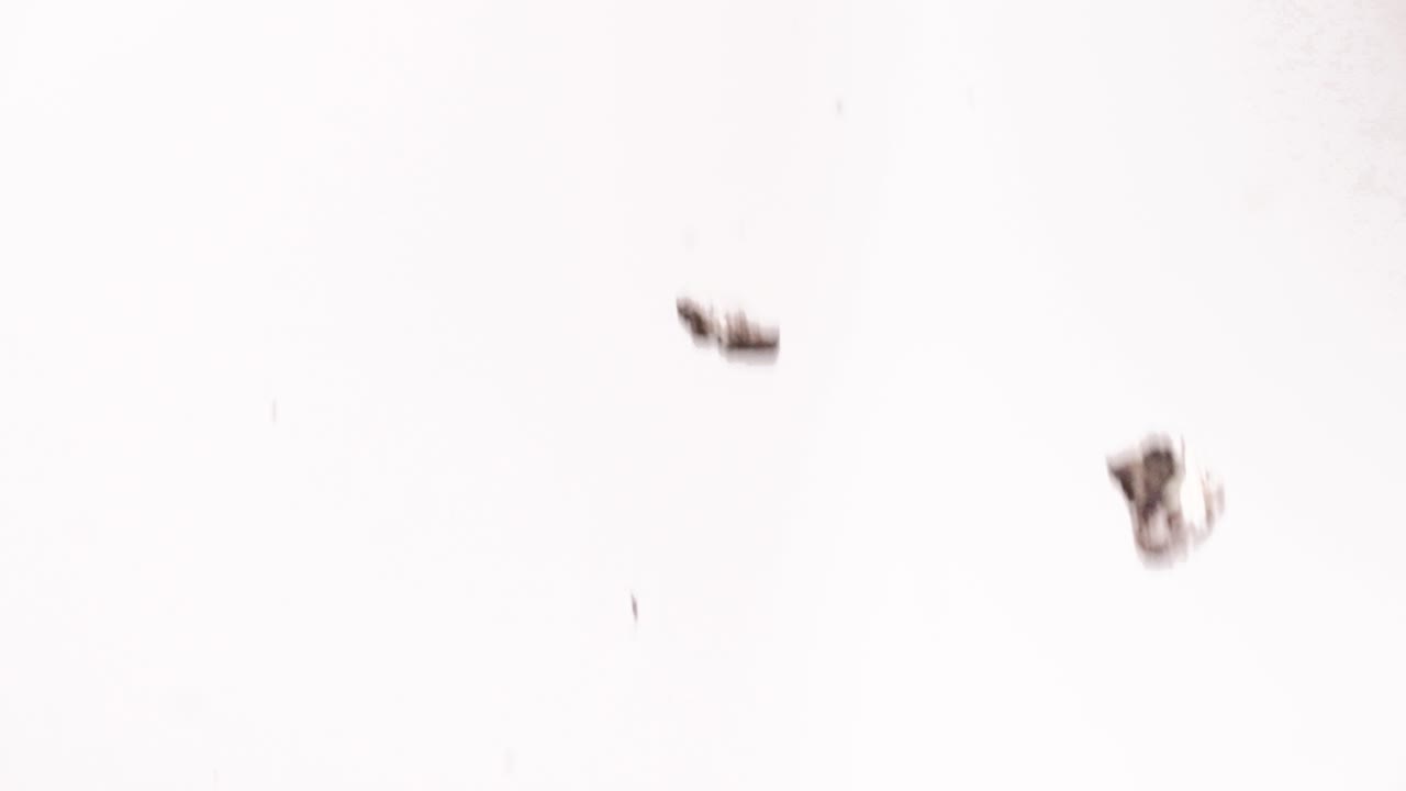 pedazos rotos de galletas de sándwich de chocolate rellenas de crema cayendo en cámara lenta sobre fondo blanco