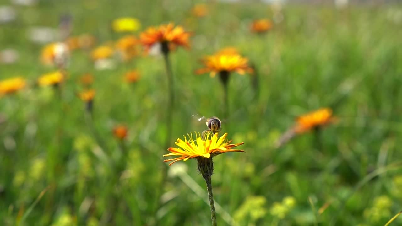 L'ape raccoglie il nettare dal fiore crepis alpina