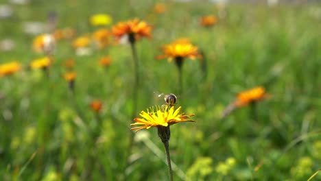 bee collects nectar from flower crepis alpina