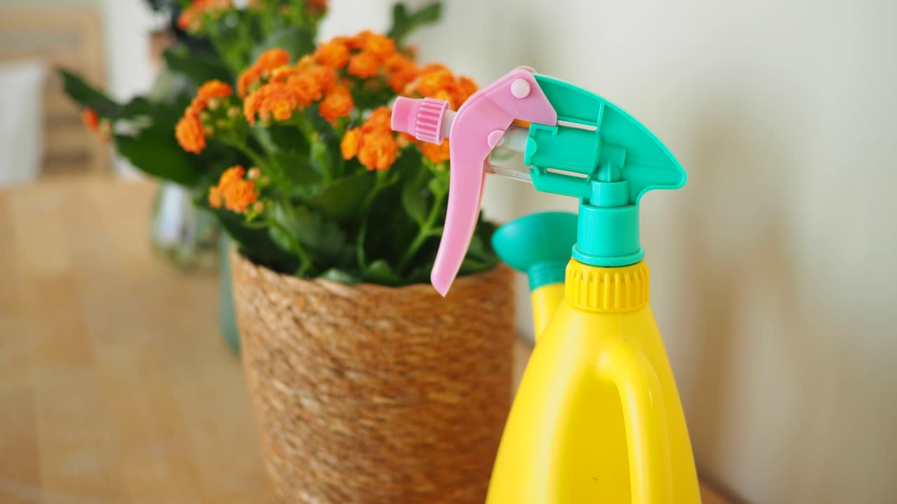 Watering plants with spray bottle