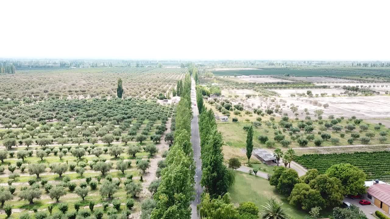 Aerial View of Road and Car Between Olive and Vineyard Fields in Mendoza Wine Country, Argentina