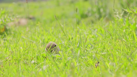 la ardilla de tierra caucásica de montaña o ardilla de tierra de elbrus (spermophilus musicus) es un roedor del género de las ardillas de tierra.