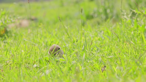 mountain caucasian ground squirrel or elbrus ground squirrel (spermophilus musicus) is a rodent of the genus of ground squirrels.