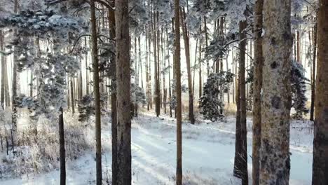 Mystery-wood,-winter-forest-shadows-and-light-rays