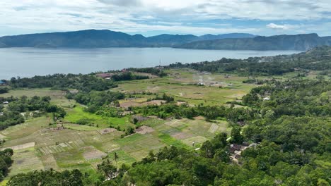 Campos-De-Arroz-De-La-Isla-De-Samosir,-Fuente-De-Alimento-Y-Símbolo-Del-Patrimonio-Insular.