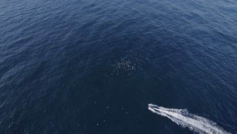 Bandada-De-Pájaros-Volando-Sobre-Lancha-Rápida-Dejando-Estela-En-El-Mar-Azul