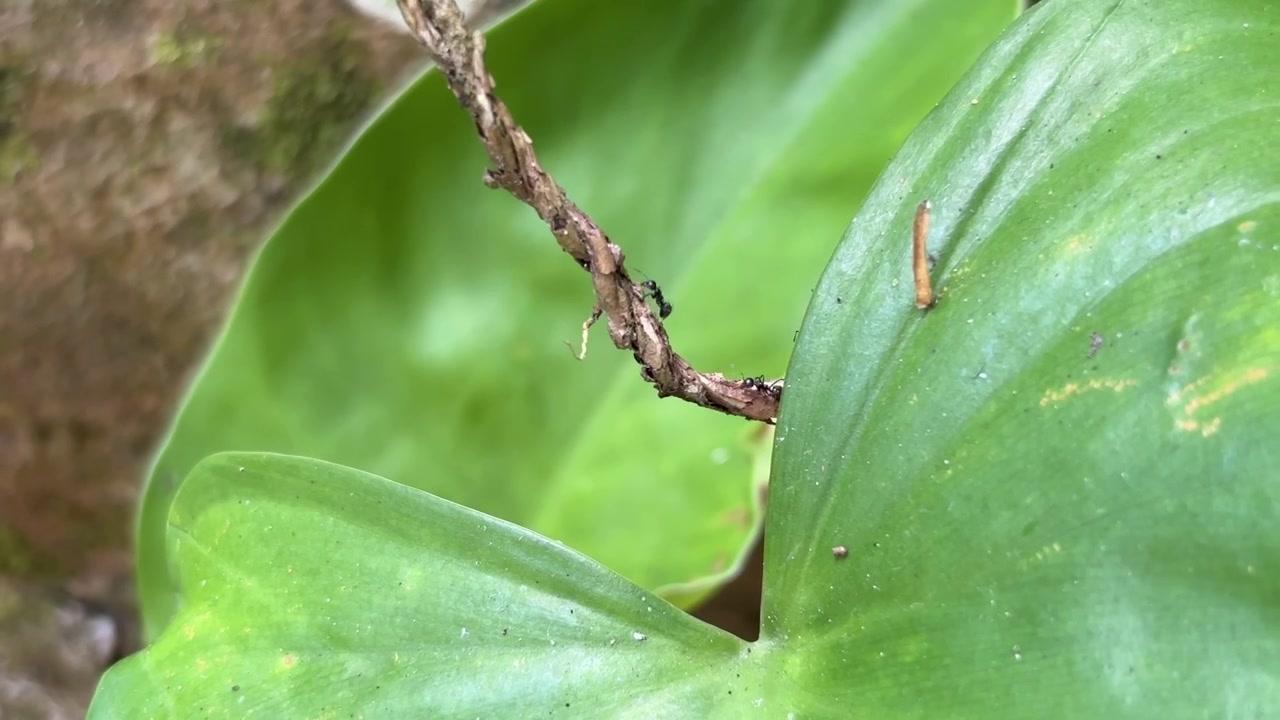 Small Ants Crawling on a Thin Branch Near Green Leaves