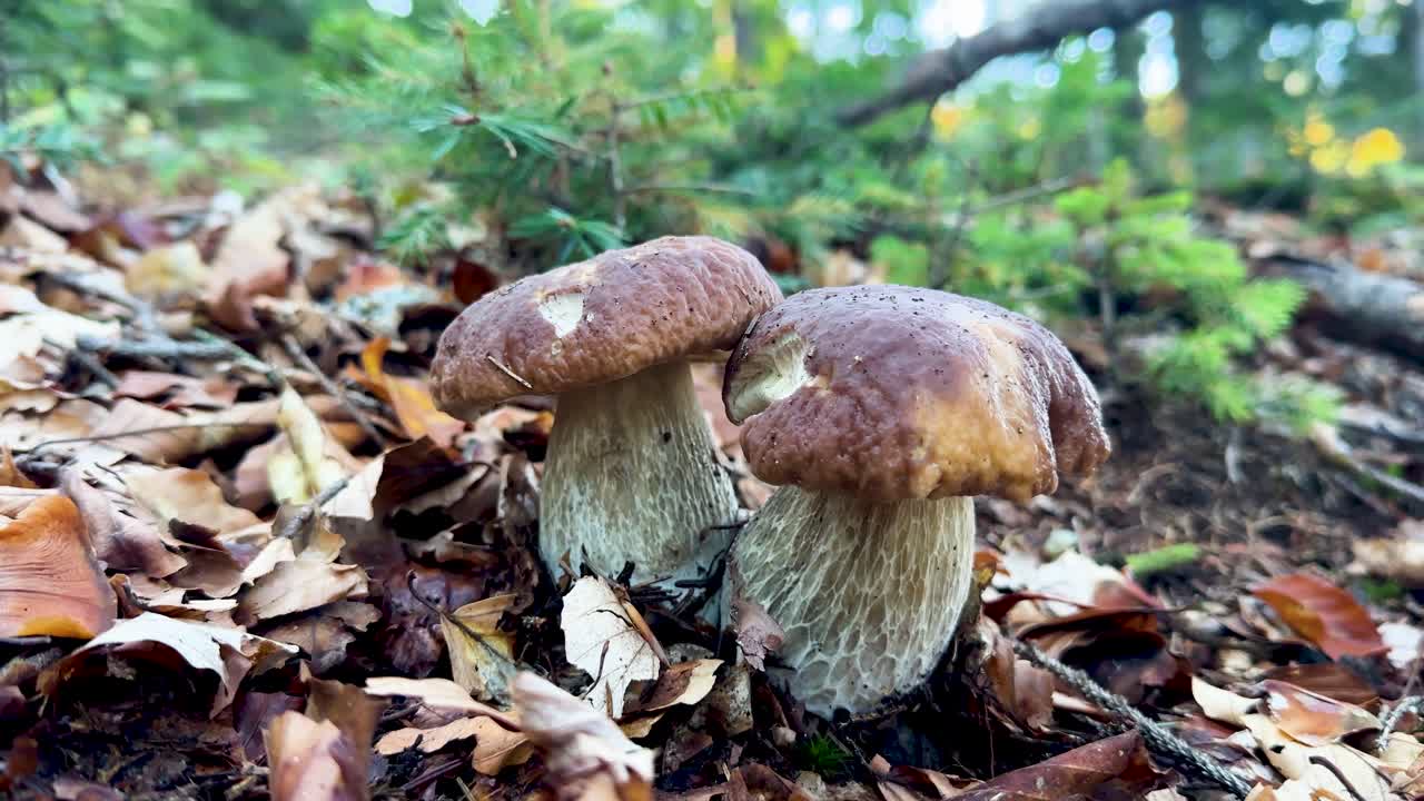 Two Porcini Mushrooms Growing in an Autumn Forest