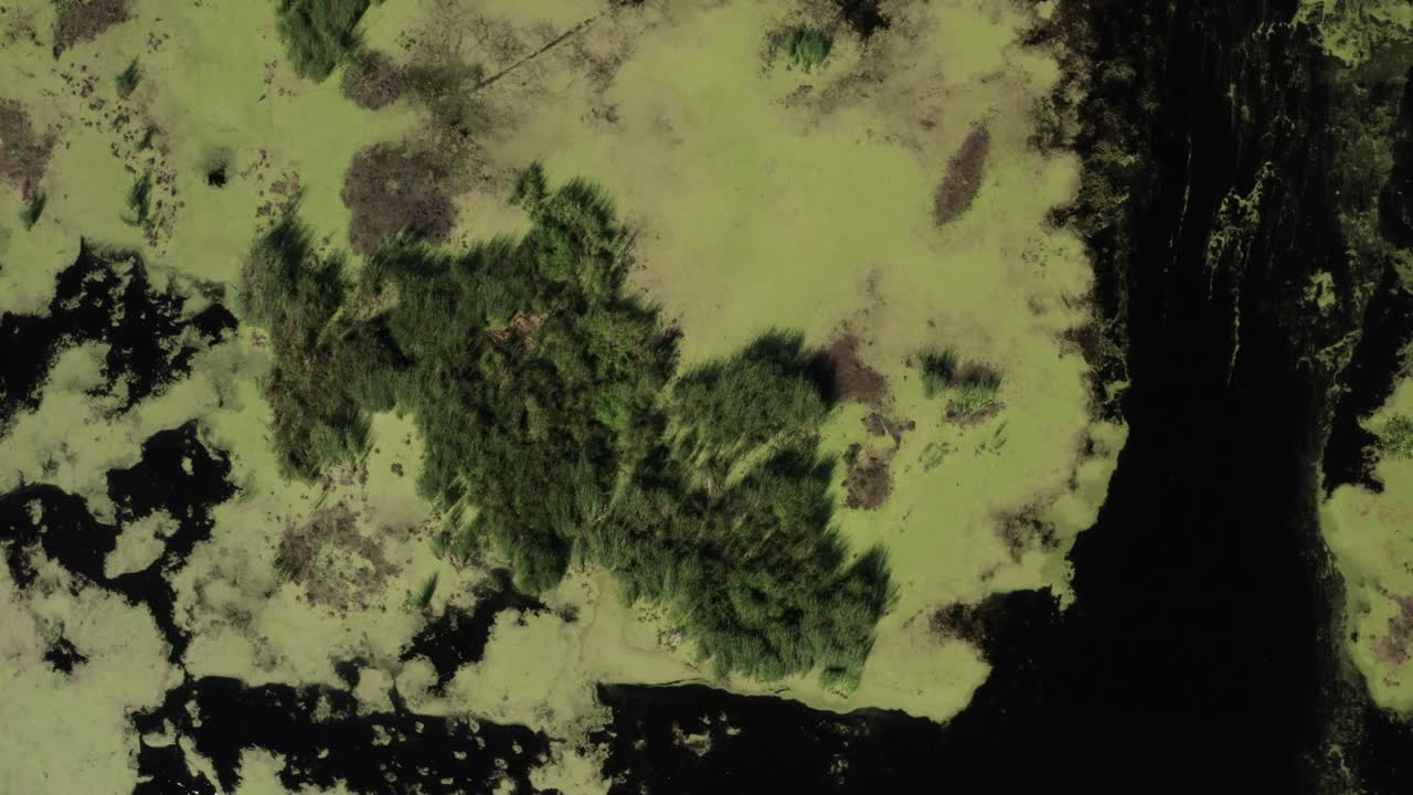 estanque con algas en michigan estanque con video de drones desde arriba moviéndose hacia abajo