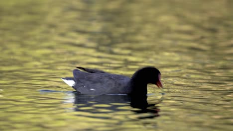 Primer-Plano-De-La-Polla-De-Agua-Común-Nadando-En-Agua-Ondulada-Que-Refleja-El-Bosque