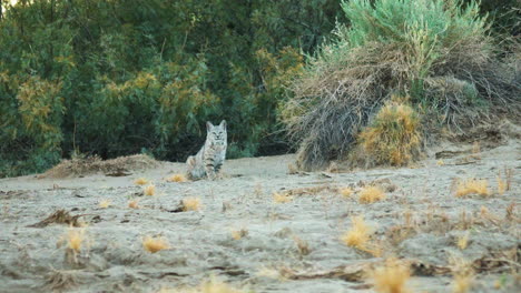 wild lynx looking at camera at badwater basin in death valley national park