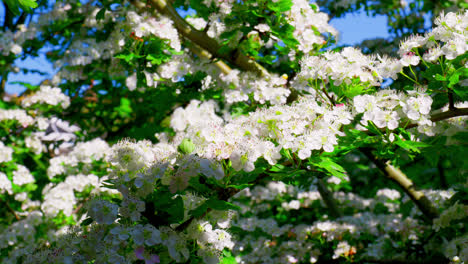 Flor-De-Espino-Moviéndose-Suavemente-Con-La-Brisa-Del-Verano