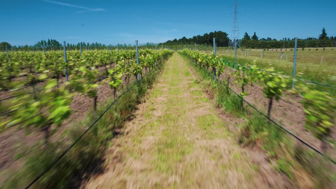 antena de drones de vides de viñedo en filas