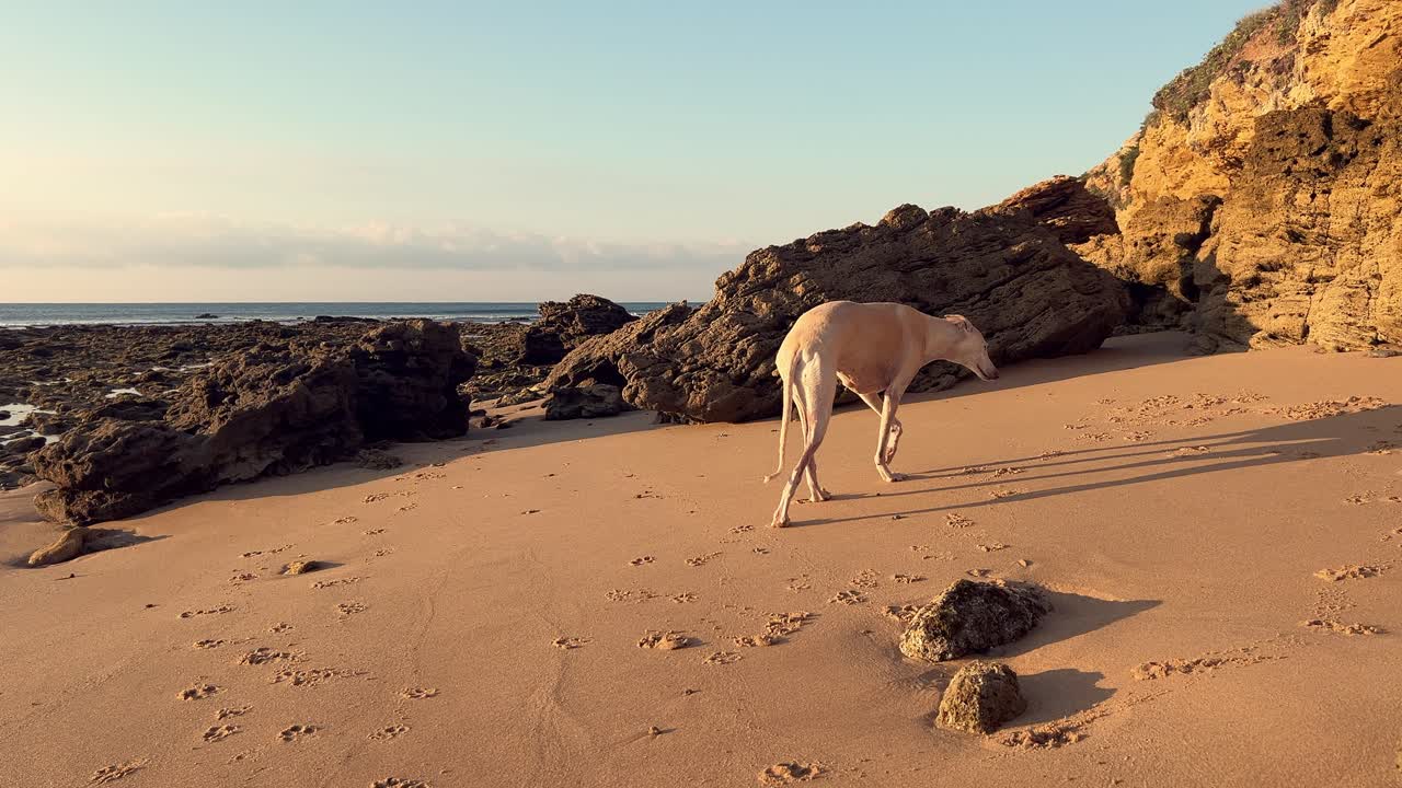 galgo beige en la playa, puesta de sol, día