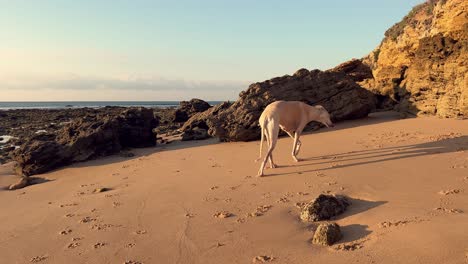 beige greyhound at the beach, sunset, day