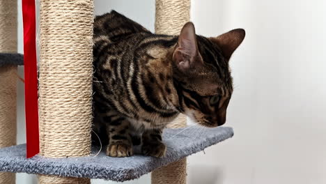 stray grey cat stays curious in a pet scratchier tower for filing nails, close up slow motion view