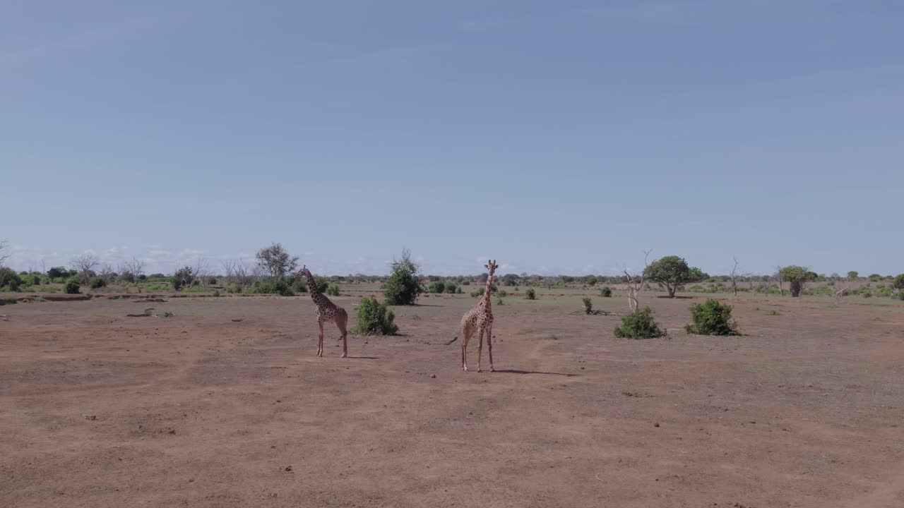 drone aéreo disparado bajo ángulo círculo disparado de jirafa, kenya