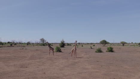 Toma-Aérea-De-Dron-Tiro-De-Círculo-De-ángulo-Bajo-De-Jirafa,-Kenia