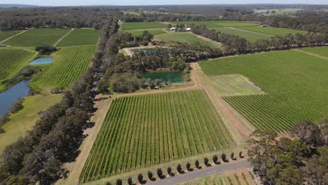 aerial flyover beautiful vineyard field and trees beside natural lake during sunny day