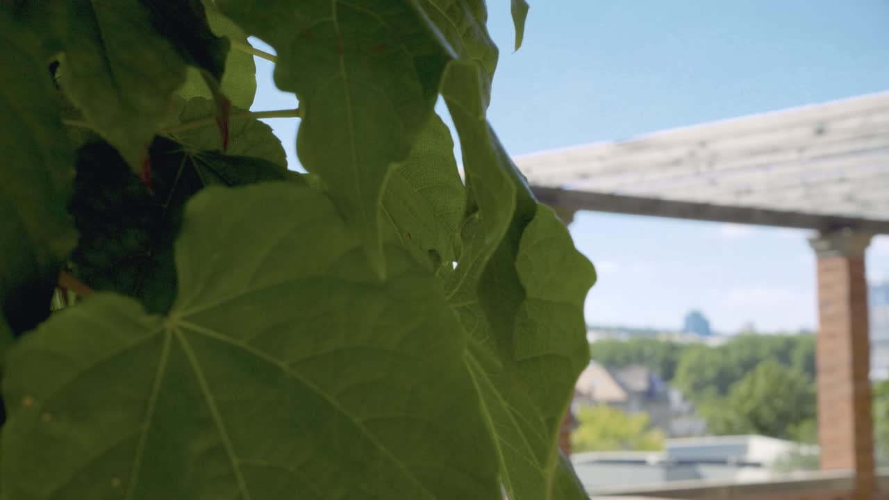 Close-up of vibrant green leaves framing a view of a city through a classical pergola