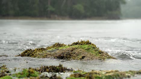 moss and seaweed covered rock with water rushing around due to reversing falls, maine