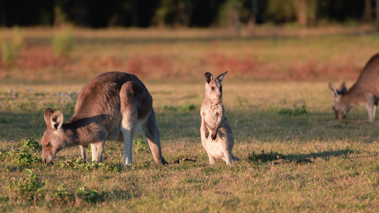 Adult kangaroo and joey forage together in open grassy field during golden sunset, with soft natural lighting and steady camera capturing calm wildlife behavior