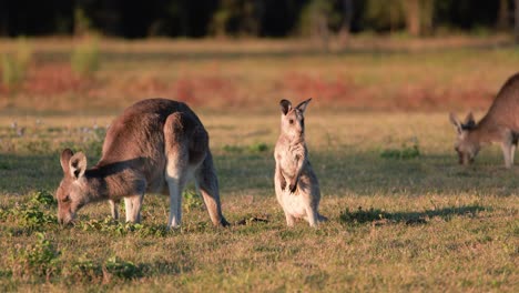 adult kangaroo and joey forage together in open grassy field during golden sunset, with soft natural lighting and steady camera capturing calm wildlife behavior
