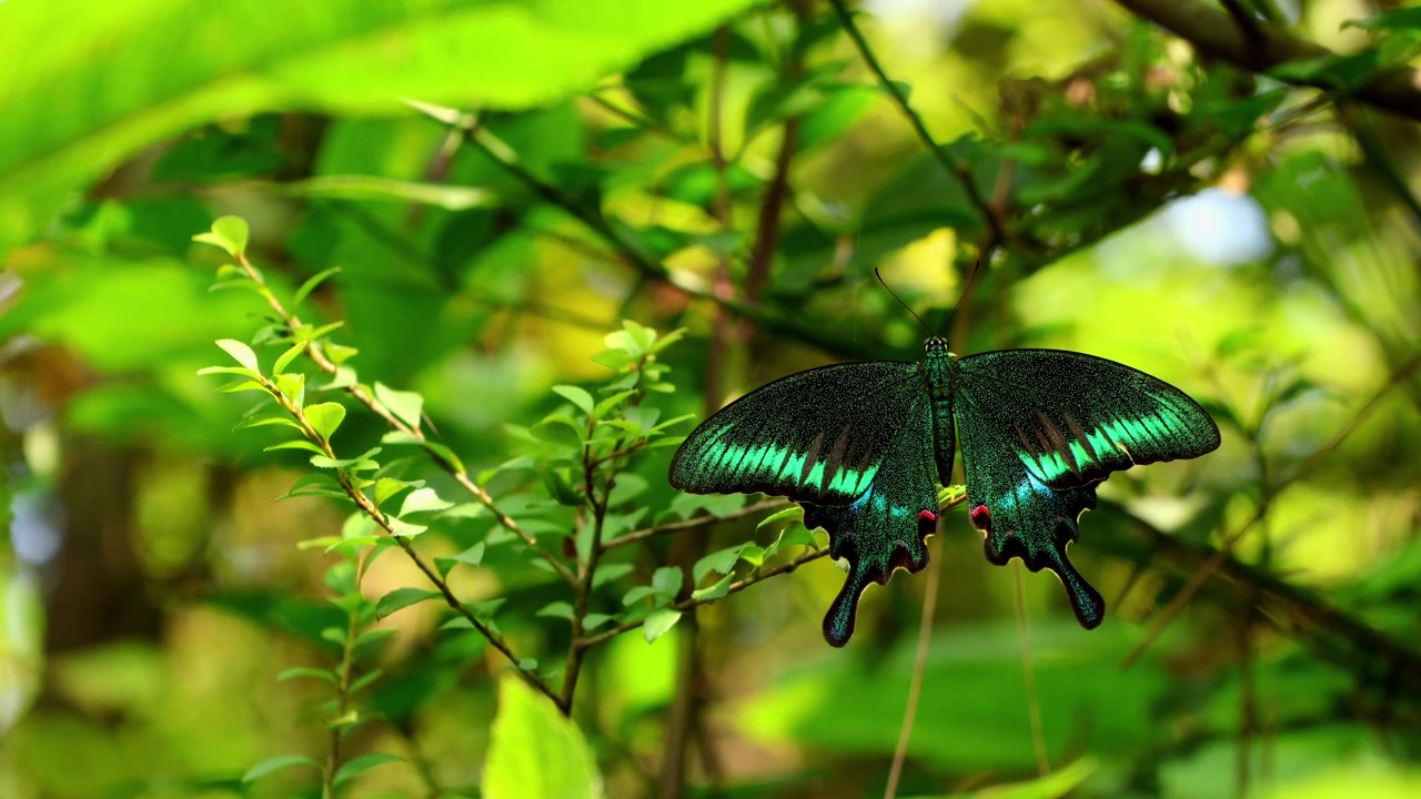 Papilio polyctor, commonly known as the woolly-branded peacock butterfly, perches quietly on fresh green leaves in a natural forest habitat in Himachal Pradesh, India, during the monsoon season.