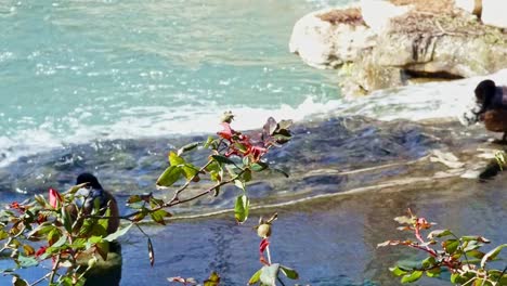 flower rose swaying in the wind with a blurred background of water flowing down river on a bright sunny day