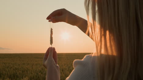 the researcher holds a flask with an ear of wheat in front of the sun