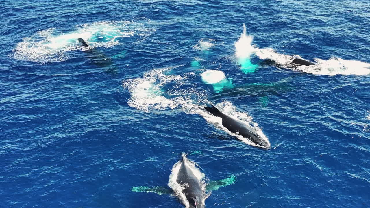 Drone Shot of Humpback Whales Pod Swimming Freely in Blue Ocean Water, Slow Motion