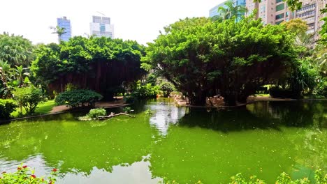 lush greenery surrounds a tranquil pond scene