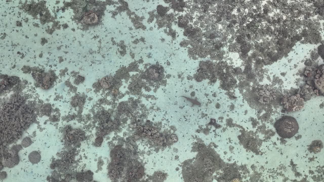 프랑스령 폴리네시아의 무레아 (moorea) 의 은 호수에서 헤엄치는 어린 블랙피트 암초 상어들의 위쪽 아래로 보이는 모습