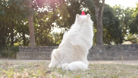 pomeranian with christmas hat in the park