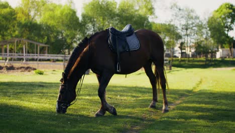 brown horse grazing in a pasture