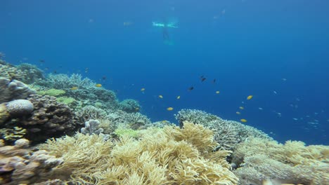 A-static-underwater-shot-showcasing-a-vibrant-coral-reef-teeming-with-colorful-fish,-with-a-freediver-in-the-background