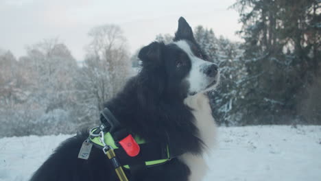 medium shot of a back and white border collie sitting and looking to his owner