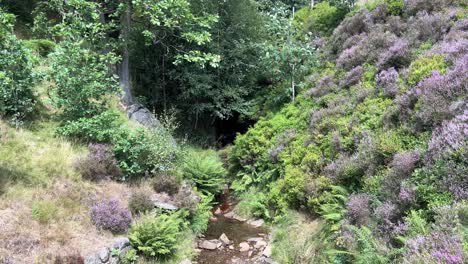 Pequeño-Arroyo-Que-Atraviesa-Páramos-Con-árboles-De-Brezo-Y-Helechos-Meciéndose-Suavemente-Con-El-Viento-En-Un-Día-De-Verano-En-Yorkshire,-Inglaterra