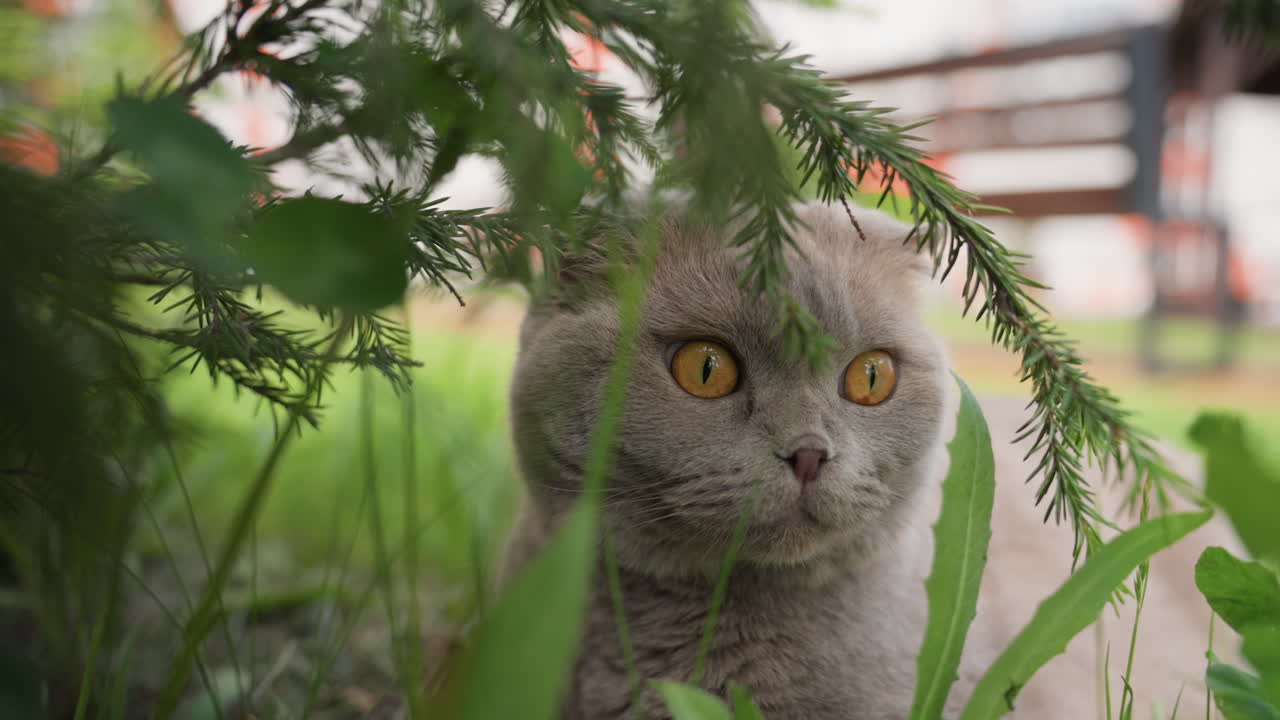 Stealthy Feline Concealed, Hidden Cat Observes Quietly Amidst Shaded Trees And Peaceful Ambiance, Disturbed Sunbeams Highlight Vigilant Cat Resting Softly Near Park Bench With Leafy Cover