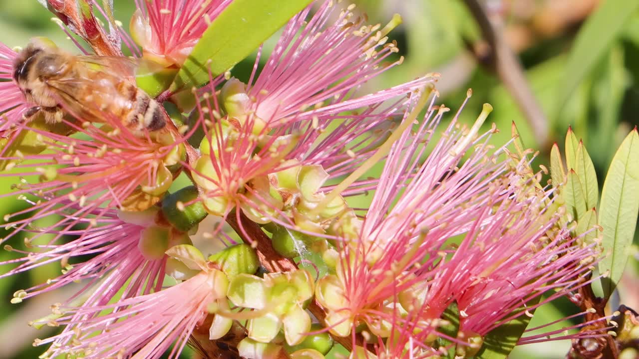 Close-up of bees collecting nectar from vibrant pink bottlebrush flowers with green foliage in the background.