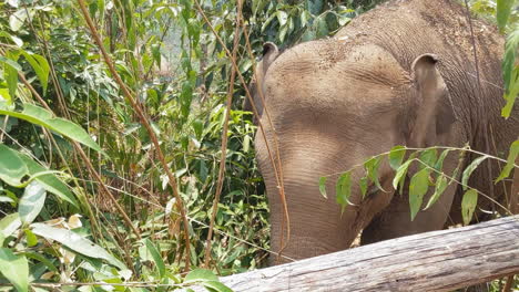 Elephant-eating-at-an-Elephant-sanctuary-in-Chiang-Mai,-Thailand