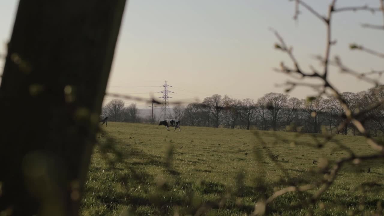 View of friesian cows grazing on farmland through view of barbed wire fence and bushes