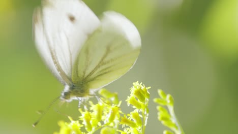 pieris brassicae, the large white butterfly, also called cabbage butterfly. large white is common throughout europe, north africa and asia often in agricultural areas, meadows and parkland.