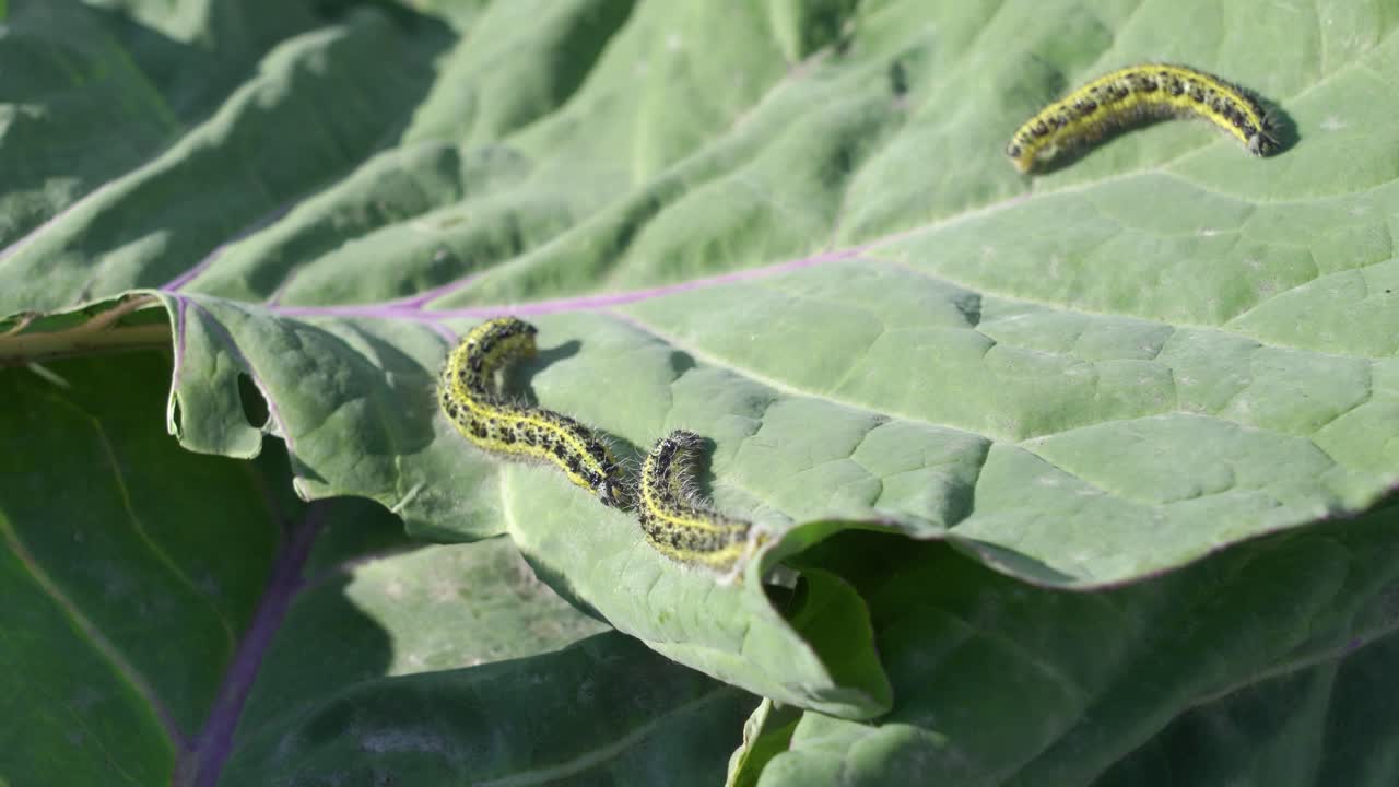 고추 잎에 있는 애벌레